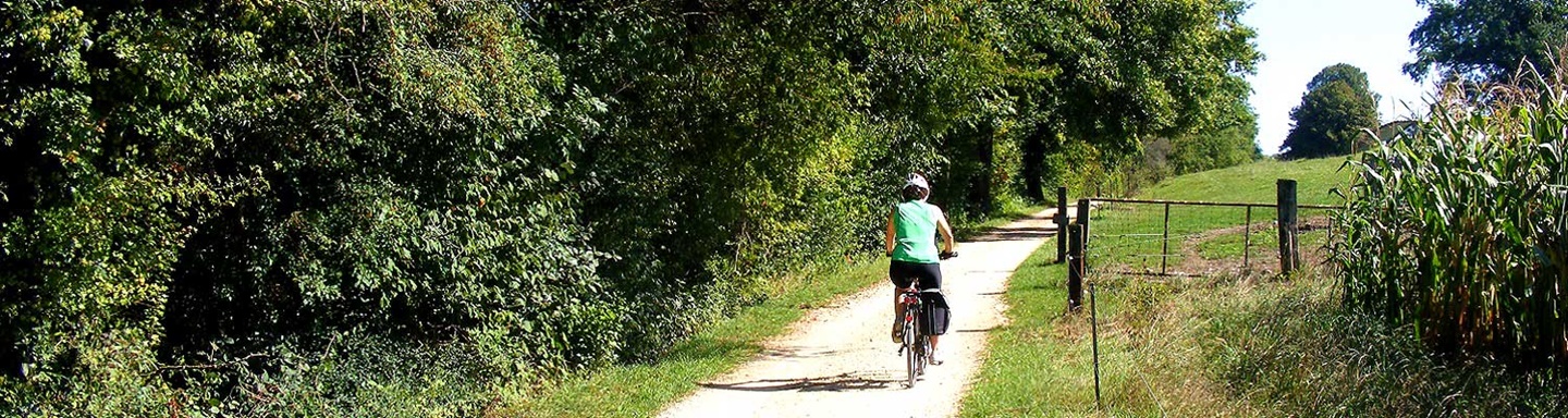 Radlerin auf dem von Bäumen gesäumten Aare-Radweg.