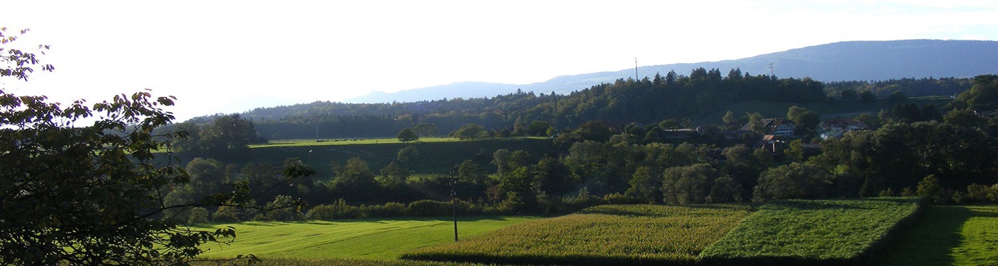 Blick auf die lieblich grüne Schwemmlandschaft der Aare.