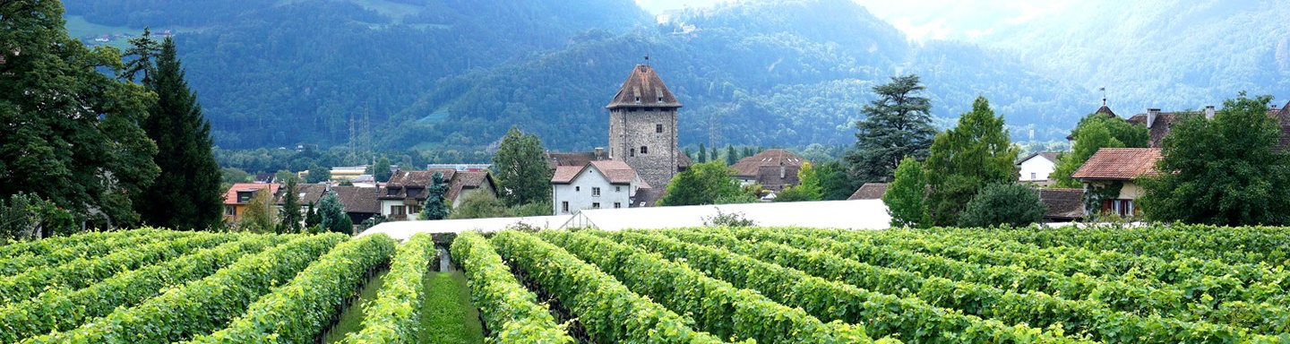 Weinreben im Weinanbaugebiet "Bündner Herrschaft", im Hintergrund Maienfeld mit Schloss Brandis.