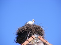 Weißstorch in seinem Nest auf einem Bauernhaus in Altreu an der Aare